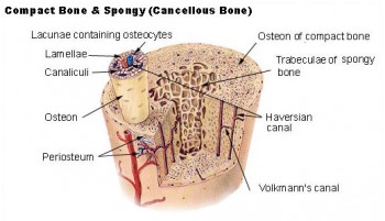 Rakovina kostí
